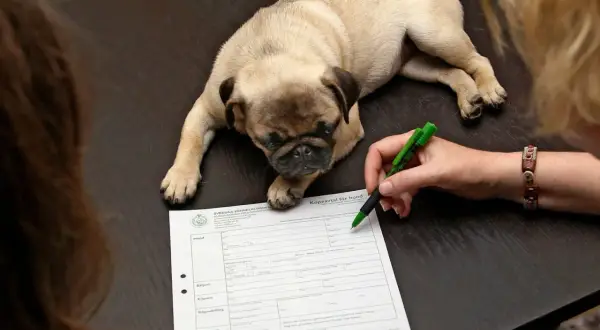 En söt mops ligger på ett bord medan en person skriver på ett köpekontrakt för hund.