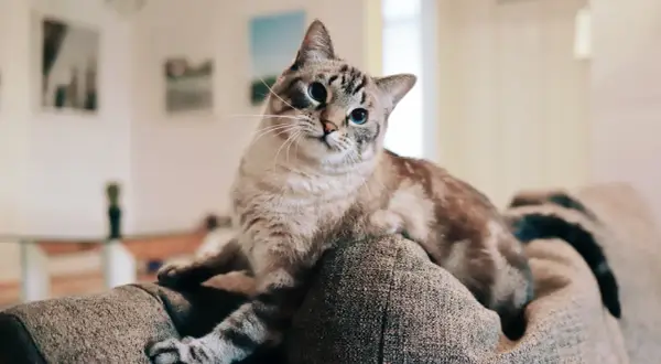 En katt med blå ögon vilar på en soffa. Den ser ut att vara en siameskatt, och den verkar vara en av de där katterna som kissar mycket.