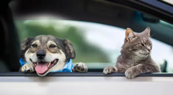 Glad hund med blått band och en katt tittar ut genom bilfönstret. De är redo att transportera valp i bil på äventyr.