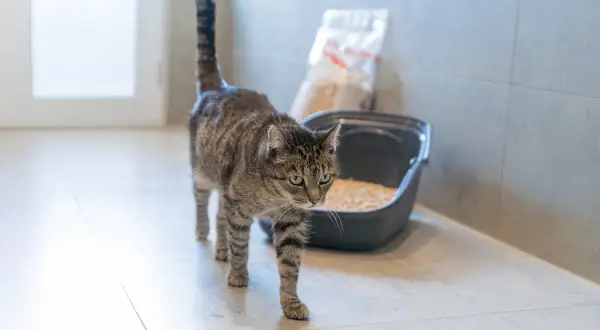 En randig katt går förbi en kattlåda med kattsand. Kanske är det en katt allergisk mot kattsand som letar efter ett alternativ.