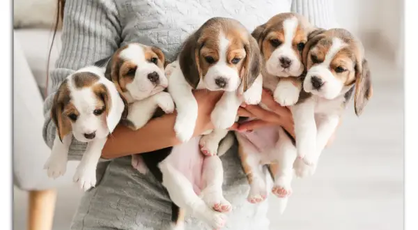 Fem bedårande beaglevalpar, cirka 3 veckor gamla, hålls i famnen. De är redo för mat till valp.