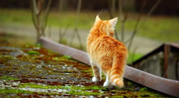 En orangefärgad kattunge, cirka 12 veckor gammal, tittar sig över axeln medan den går på en mossig yta.