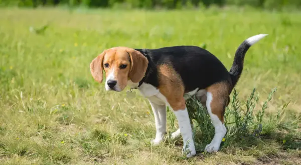 En beagle med trasslig päls ser orolig ut i gräset, kanske ett tecken på tarminflammation hund symptom.