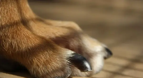 Närbild på en hunds tass med mörka, glänsande klor. Pälsen är gyllene och solbelyst.