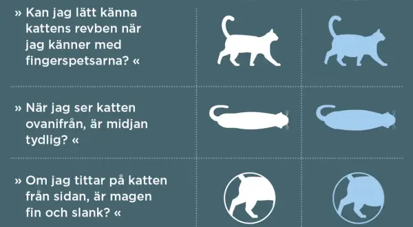 Bedöm din katts vikt för att välja bästa torrfoder steriliserad katt. Bilden visar hur man känner revben, ser midjan och magen.