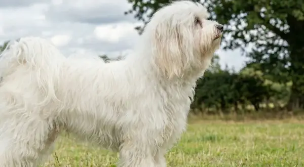 En ståtlig bichon havanais vuxen står i en grönskande äng, med en stor ek i bakgrunden.