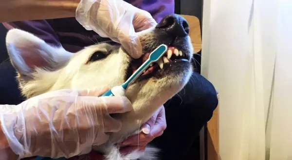 En person med handskar borstar tänderna på en vit hund. För att undvika karies hos hunden är det viktigt med regelbunden tandvård.