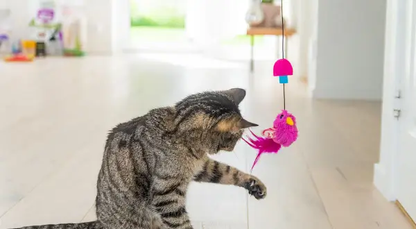 En randig katt leker med en rosa fågelleksak som hänger i ett snöre. Perfekt för att aktivera innekatt och hålla den sysselsatt.