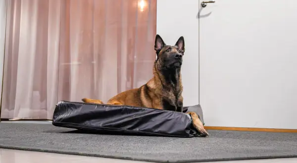 Belgisk vallhund vilar på vad som ser ut att vara den bästa hundbädden, en svart, vadderad bädd på en grå matta.