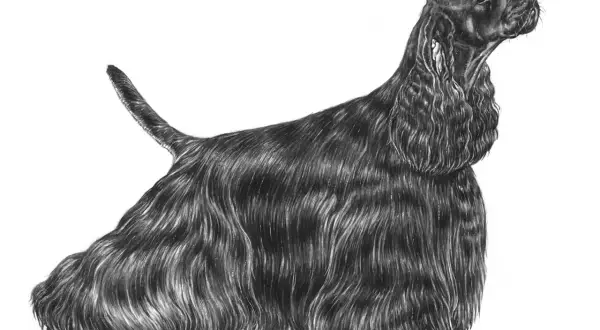 En detaljerad blyertsteckning av en svart cocker spaniel i full profil. Hunden har lång, vågig päls och tittar uppåt med en elegant hållning, vilket ger en känsla av dess cocker spaniel storlek.