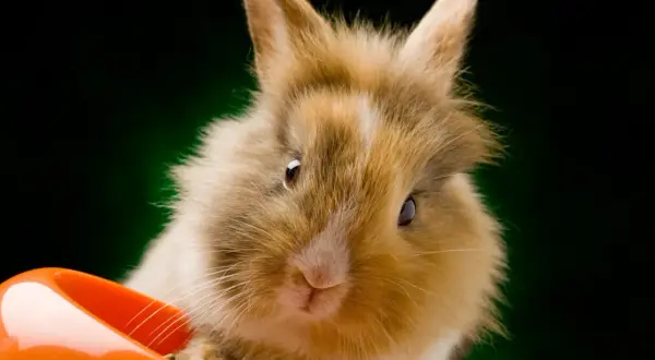 Söt kanin med fluffig päls tittar fram ur en orange skål. Kanske letar den efter kirskål?