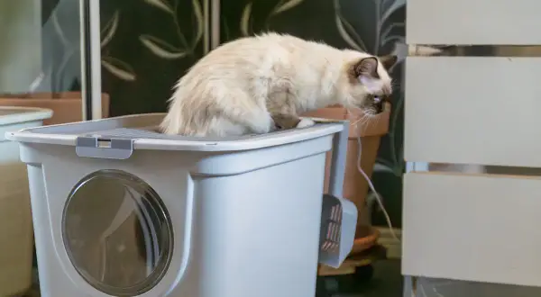 Sorglig kattunge med diarré sitter på lådan, hoppas den mår bättre snart.