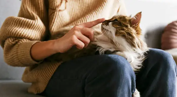 En person tröstar en katt som verkar ha problem med att kissa. Katten ligger i knät på personen, som försiktigt petar på dess nos.