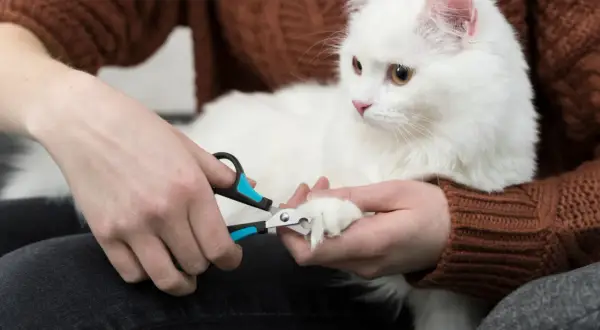 En person klipper klorna på en vit katt. En guide till hur klipper man klorna på en katt.