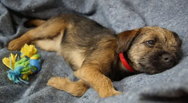 En liten hund ensam hemma vilar på en filt bredvid en leksak.
