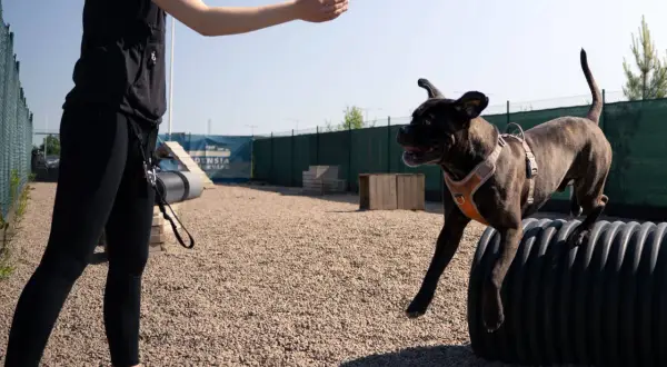 Hund hoppar över ett rör på en hundträning. En person sträcker ut handen, redo att belöna hunden för att aktivera hund mentalt.