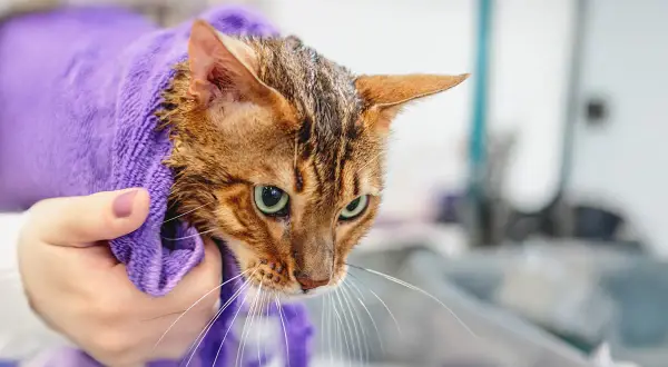 En person håller en blöt bengalisk katt insvept i en lila handduk efter att ha fått duscha katten.