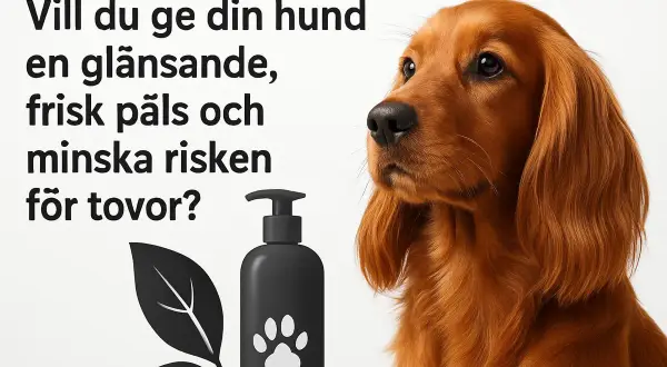En söt hund med glänsande päls. Bilden visar en flaska med hundschampo och en text som frågar om du vill reda ut tovor hos din hund.