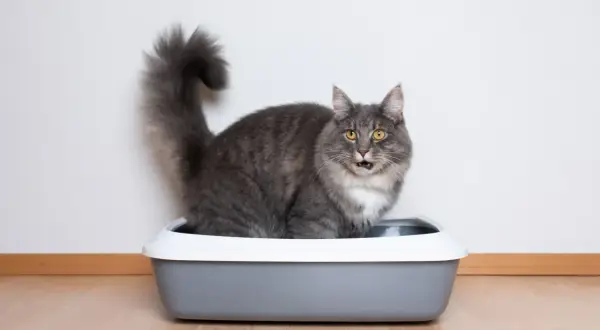 Grå katt med fluffig svans sitter i en kattlåda utan tak och tittar förvånat mot kameran.
