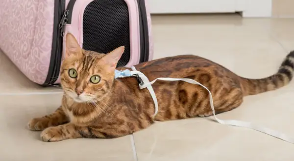 En bengalisk katt med gröna ögon ligger på ett ljusbeige golv, redo för äventyr med sin katt i koppel och en rosa transportbur i bakgrunden.