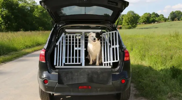 En glad hund sitter i en Artfex hundbur storleksguide i bagageutrymmet på en bil, redo för äventyr i det gröna landskapet.