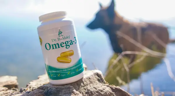 En burk Dr. Baddaky Omega-3 för hundar står på en sten vid vattnet. En hund syns i bakgrunden. Inga omega-3 hund biverkningar är kända.