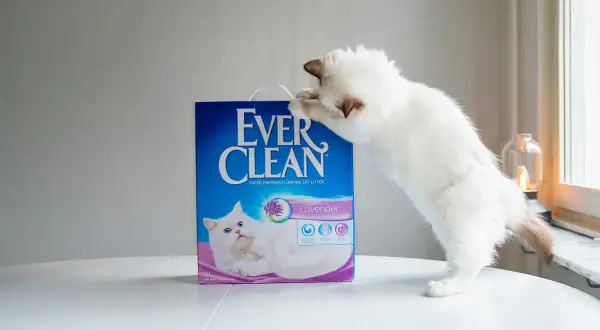 En vit kattunge klöser på en låda med Ever Clean lavendeldoftande kattsand, den bästa kattsanden för en ren och fräsch hemmiljö.