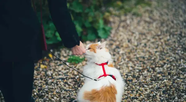 En person klappar en katt med en röd, bekväm sele, som verkar vara den bästa kattsele för en trygg promenad.
