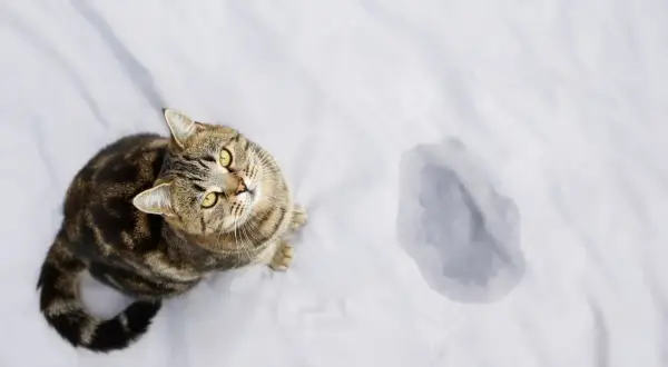 En katt sitter på ett vitt lakan bredvid en kissfläck. Undrar du hur mycket kissar en katt?