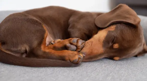 Brun hund sover på rygg i en mysig hundsäng.