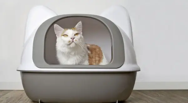 En vit och orange katt sitter i en kattlåda med kattöron. Den ser ut att vara den bästa kattlådan för en nöjd katt.