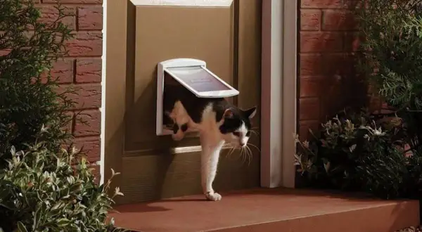 Svartvit katt kikar ut genom en isolerad kattlucka i en brun dörr, omgiven av grönska och tegel.
