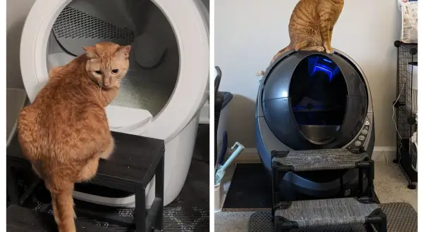 Två orange katter sitter på eller bredvid moderna, självrengörande kattlådor. En katt tittar in i en vit enhet, den andra sitter ovanpå en mörk enhet. En luktfri kattlåda är en dröm för alla kattägare.