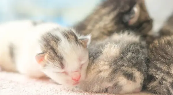 Söta kattungar, kanske 14 veckor gamla, sover tätt tillsammans. En vit och grå kattunge ligger längst fram.