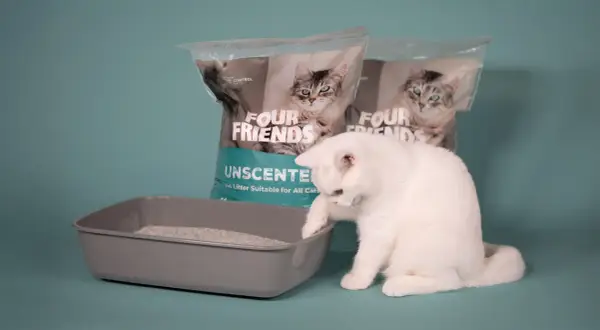 En vit katt undersöker en låda med kattsand som inte luktar. Två påsar med "Four Friends Unscented" syns i bakgrunden.