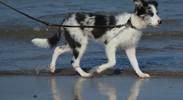 En border collie svart och vit springer i vattenbrynet.