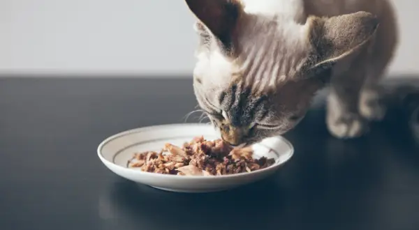 En katt njuter av sin bäst kattmat från en tallrik.
