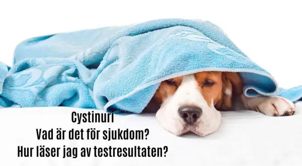 Sjuk hund med cystinuri, en typ av urinsten. Vad är det för sjukdom och hur läser jag av testresultaten?
