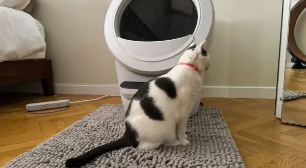 Svartvit katt sitter på en grå matta framför en automatisk kattlåda. Denna kattlåda är bäst i test för att hålla hemmet rent.