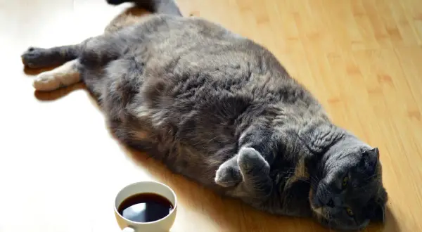 En stor grå katt ligger utsträckt på golvet bredvid en kaffekopp. Kanske undrar den hur bantar man en katt?