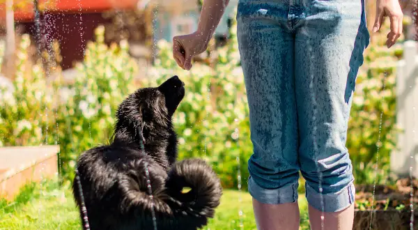 En svart hund hoppar efter vattenstrålar i en trädgård. Det är en varm dag och hunden svettas, men njuter av att leka.