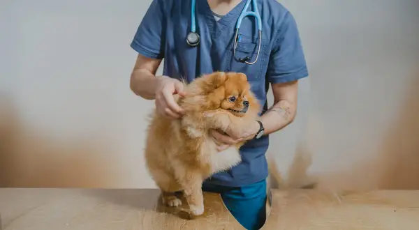 Veterinär undersöker en fluffig hund som verkar ha svårt att kissa.