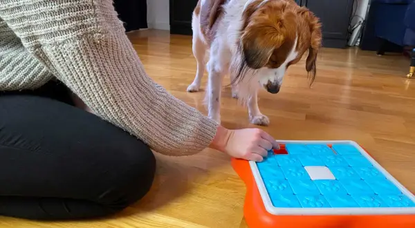 En person aktiverar hund inomhus med en interaktiv leksak. Hunden tittar nyfiket på leksaken.