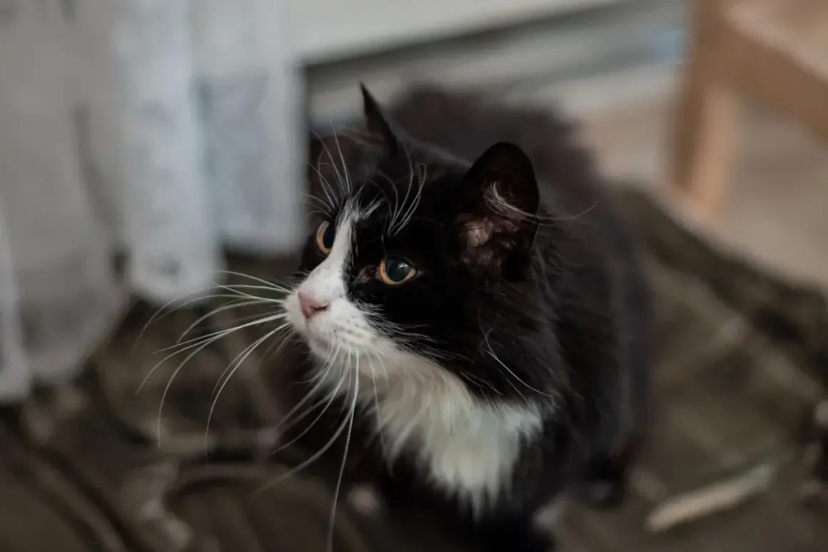 En gammal katt magrar, med sina långa morrhår som sträcker sig ut.