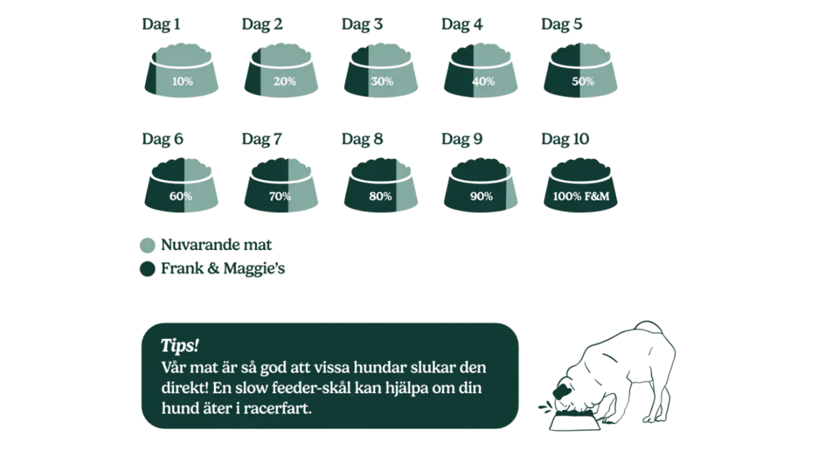 Schema för att byta foder hund över 10 dagar, från nuvarande mat till Frank & Maggie's. En hund äter ur en matskål.