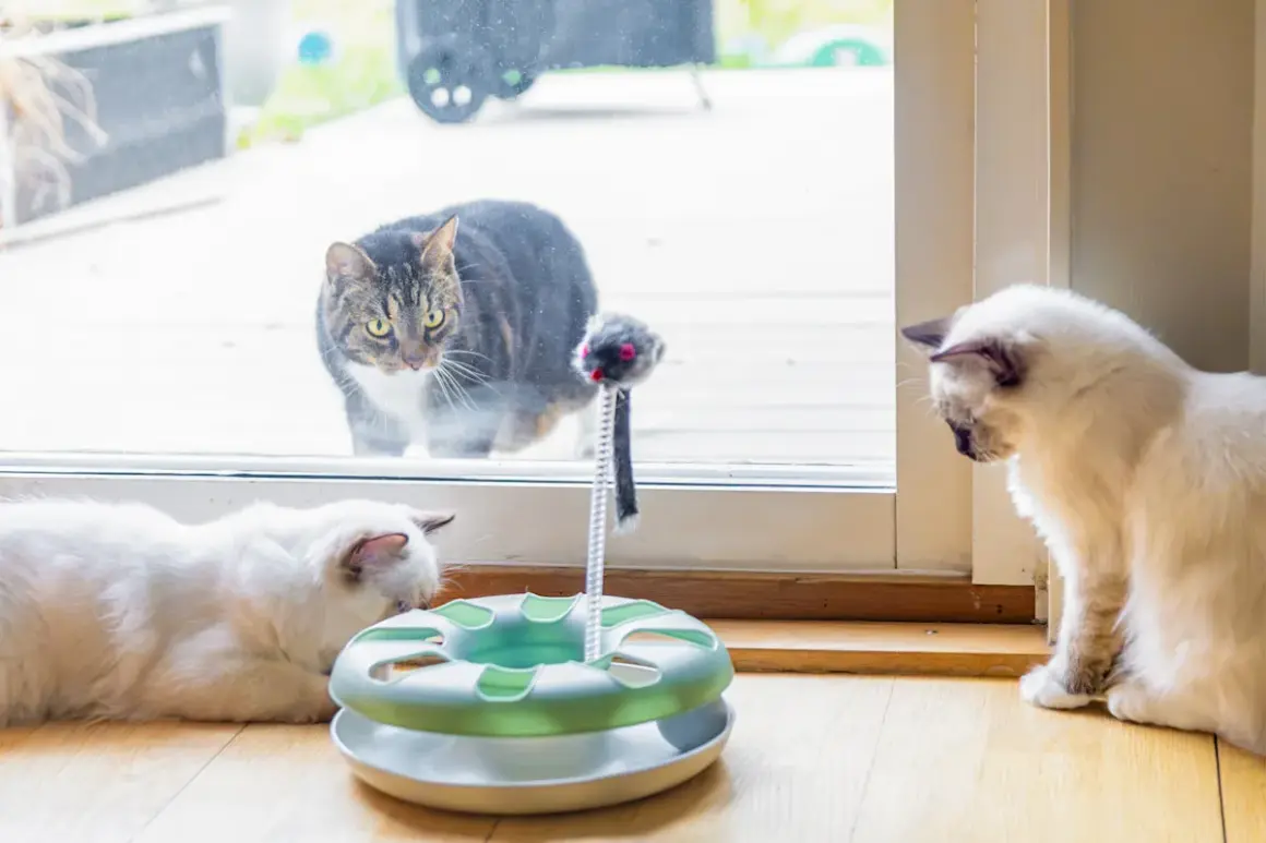 Två vita katter leker med en leksak. En randig katt tittar in genom fönstret, kanske funderar på att skaffa en till katt.