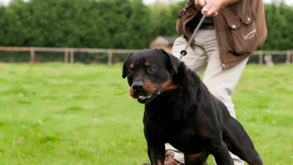En ståtlig rottweiler, en hund i koppel, står på en grön gräsmatta.