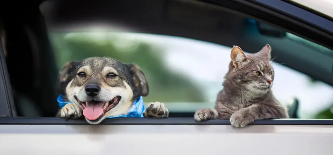 Glad hund med blått band och en katt tittar ut genom bilfönstret. De är redo att transportera valp i bil på äventyr.