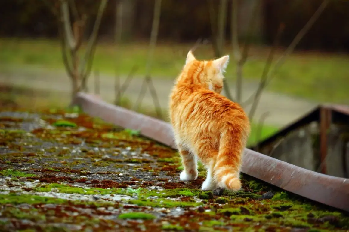 En orangefärgad kattunge, cirka 12 veckor gammal, tittar sig över axeln medan den går på en mossig yta.