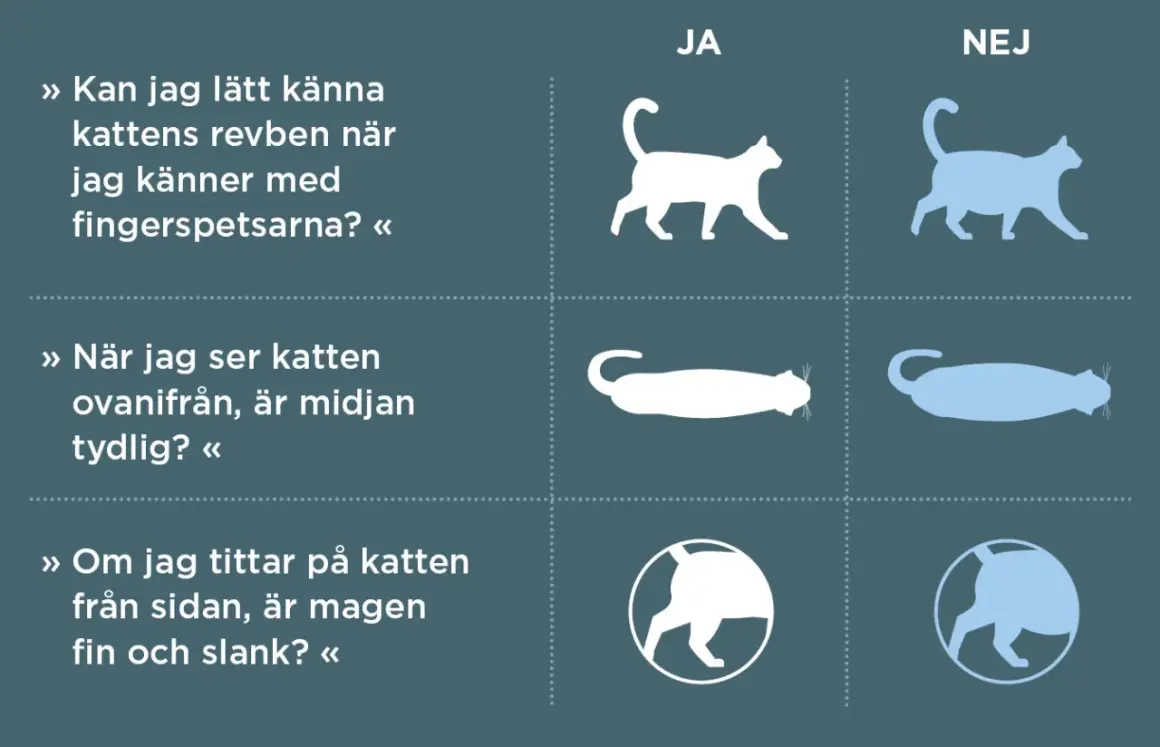 Bedöm din katts vikt för att välja bästa torrfoder steriliserad katt. Bilden visar hur man känner revben, ser midjan och magen.